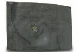 Pyritized Triarthrus Trilobite with Appendages - New York #383765-1